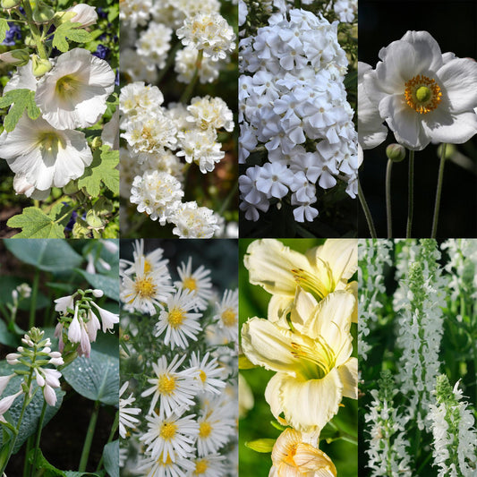 🤍 Borderpakket Witte Bloemen – 24 Vaste planten | ±3 m²