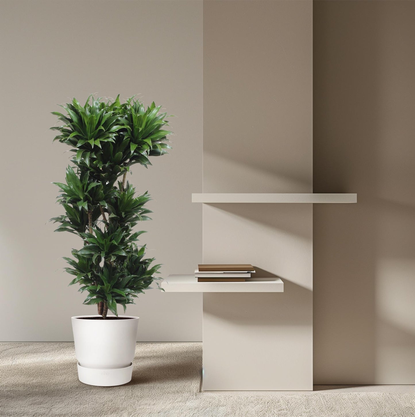 🌿 Dracaena Compacta | Grote Luchtzuiverende Kamerplant