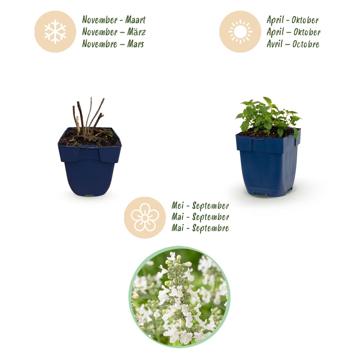 🌿 Nepeta × faassenii 'Snowflake' – Wit Kattenkruid | 3 stuks