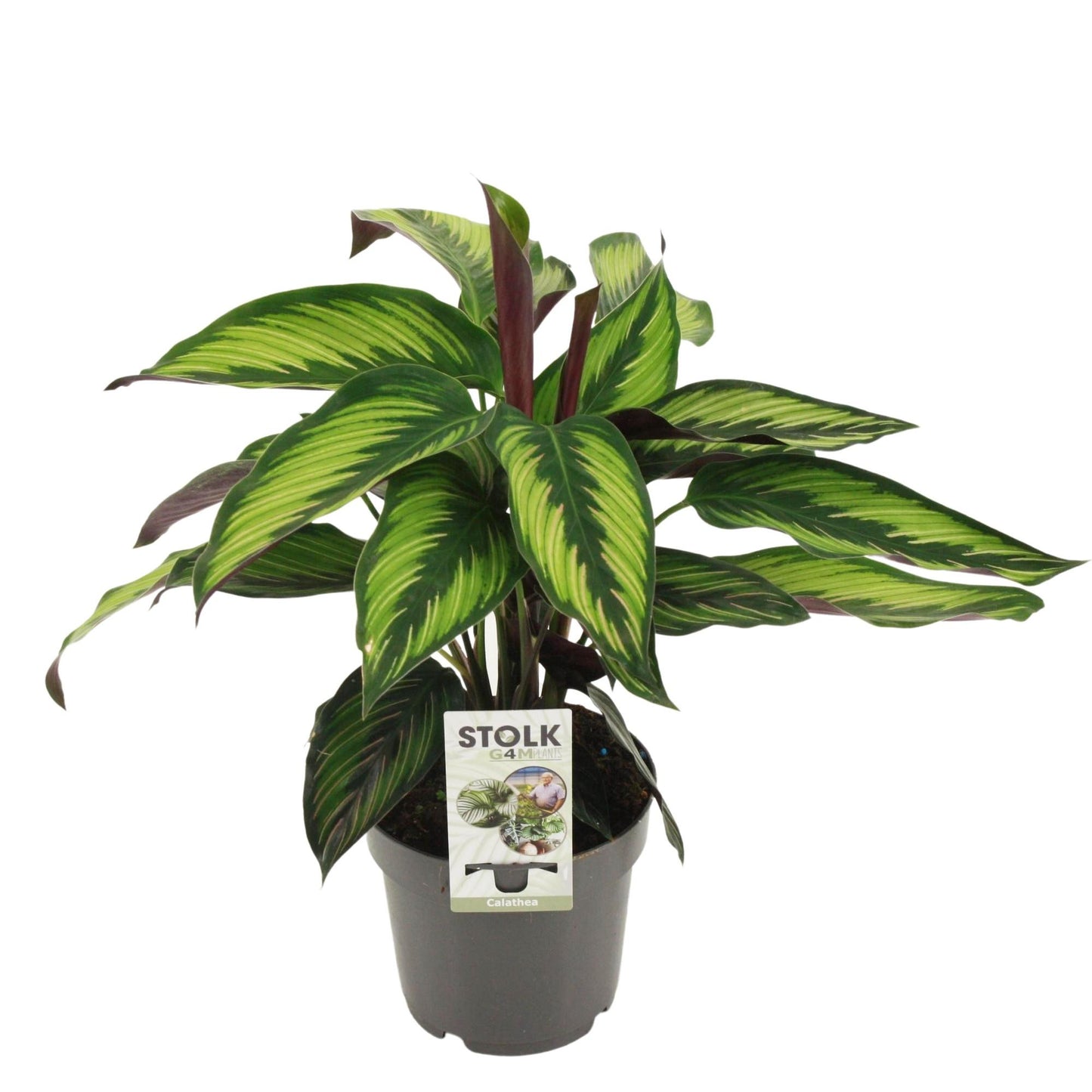 🌿 Calathea Majestica ‘Princeps’ | Luxe Kamerplant met Patroon