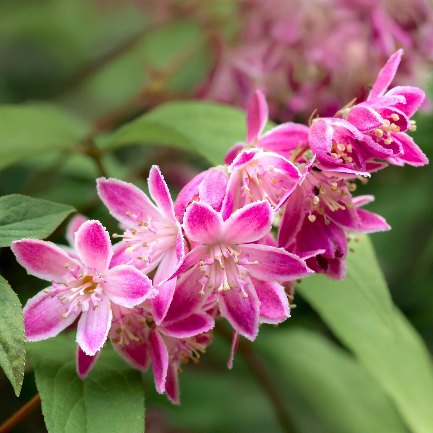 🌸 Deutzia hybrida ‘Strawberry Fields’ – Heester