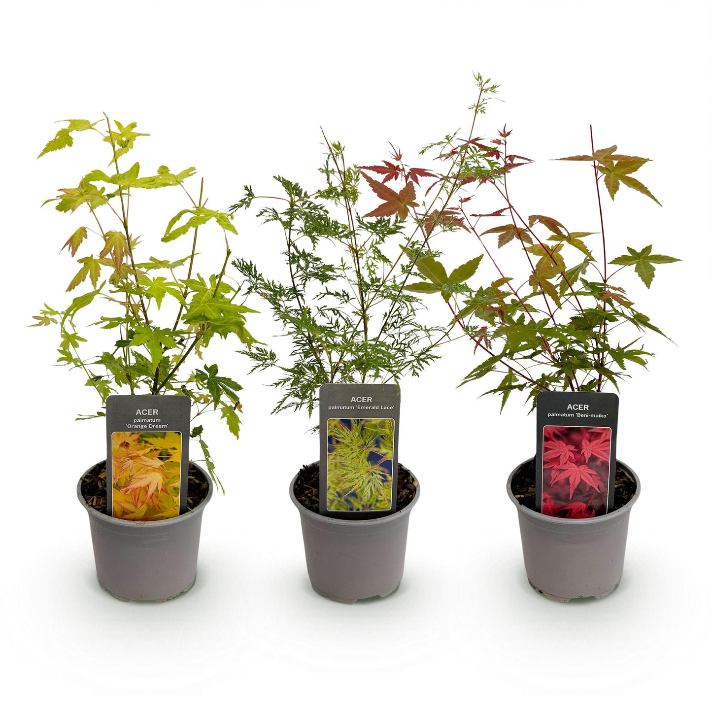 🍁 Acer palmatum ‘Tricolour’ – Japanse Esdoorn Rood-Groen-Oranje (3 stuks)