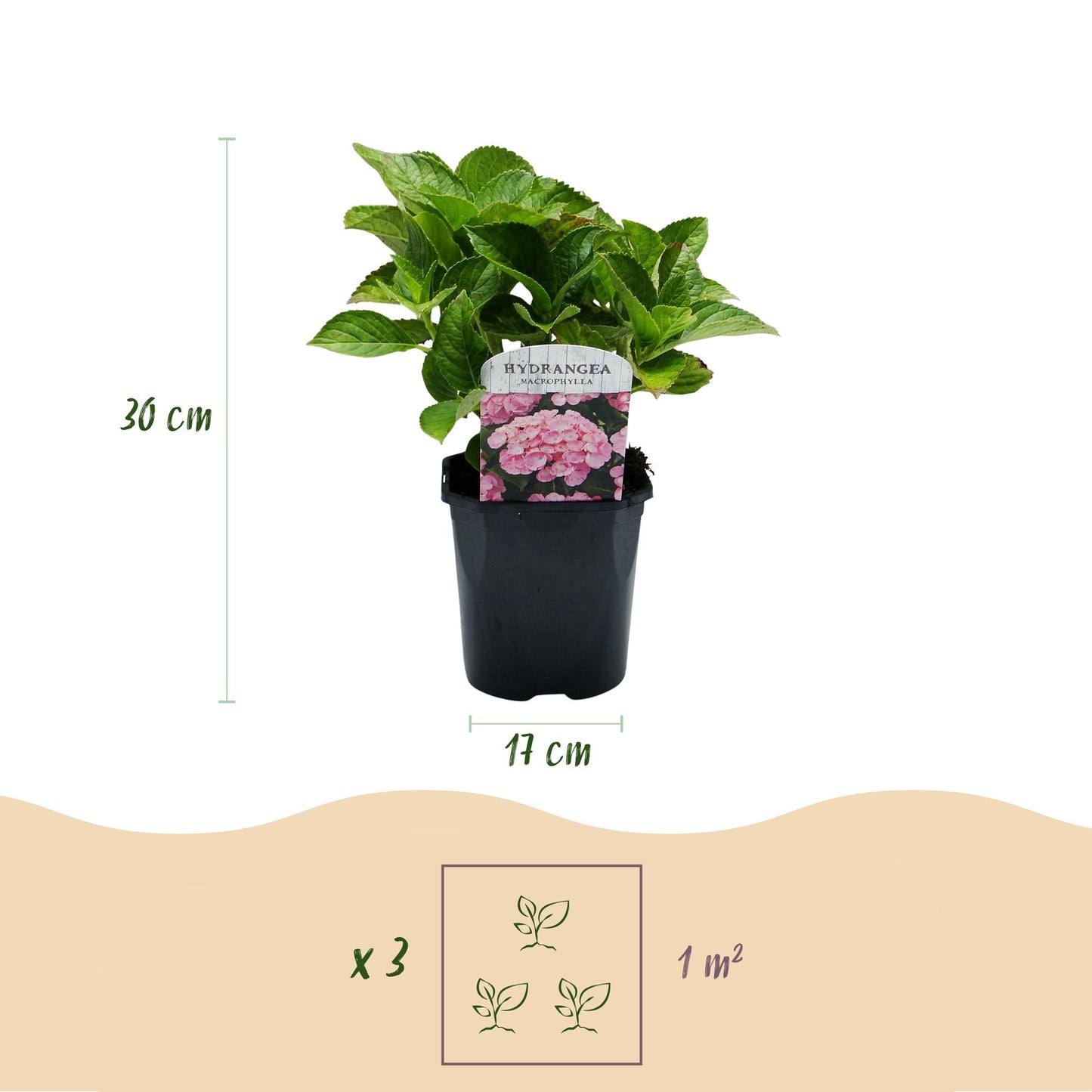 💗 Hydrangea macrophylla – Roze Hortensia (3 Stuks)