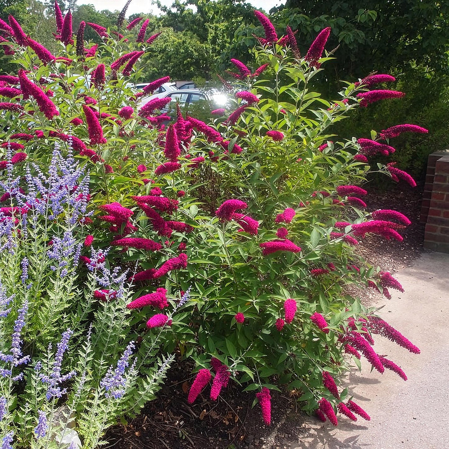 🦋 Buddleja davidii ‘Royal Red’ – Rode Vlinderstruik | (3 stuks)