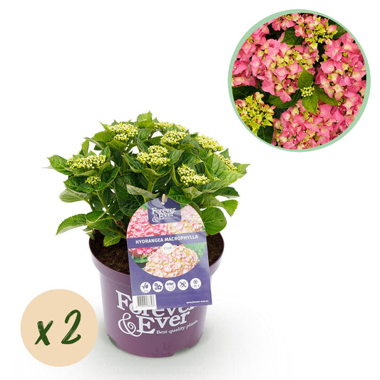 🌸 Hydrangea Forever & Ever Roze – Hortensia | (2 stuks)