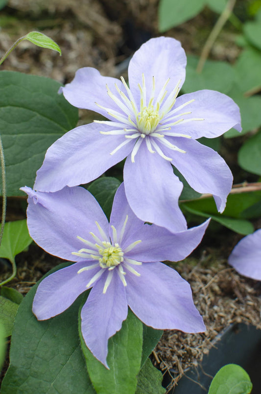 🌸 Clematis ‘Justa’ – Klimplant (3 Stuks)