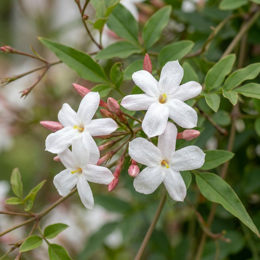 🤍 Jasminum officinale – Echte jasmijn – Witte geurende klimplant