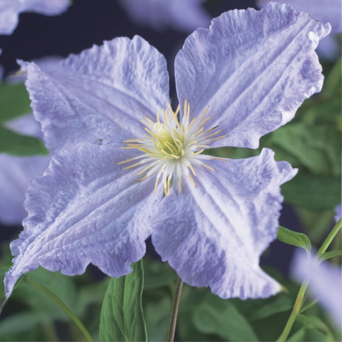 💙 Clematis ‘Blue Angel’ – Klimplant (2 Stuks)