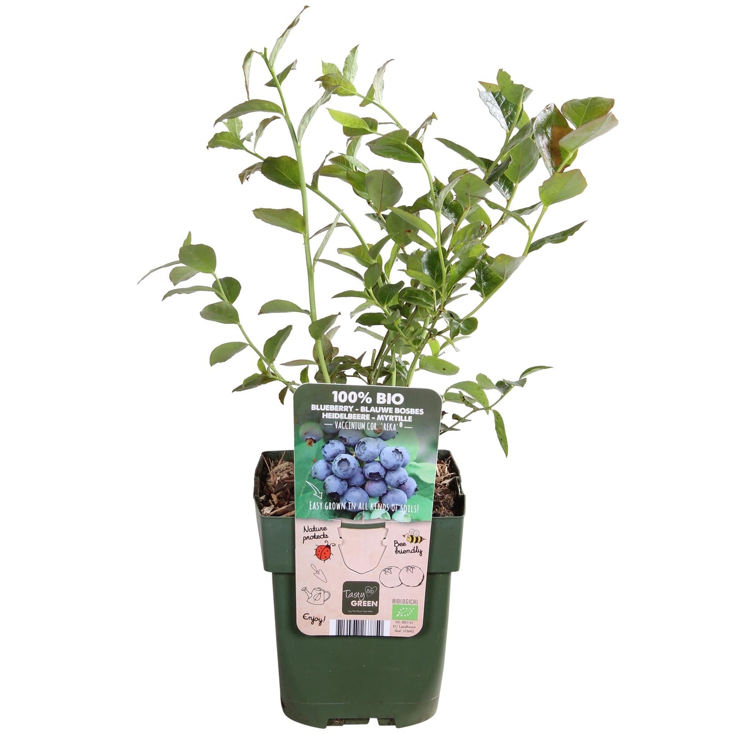 🫐 Vaccinium corymbosum ‘Reka’ – Blauwe Bes
