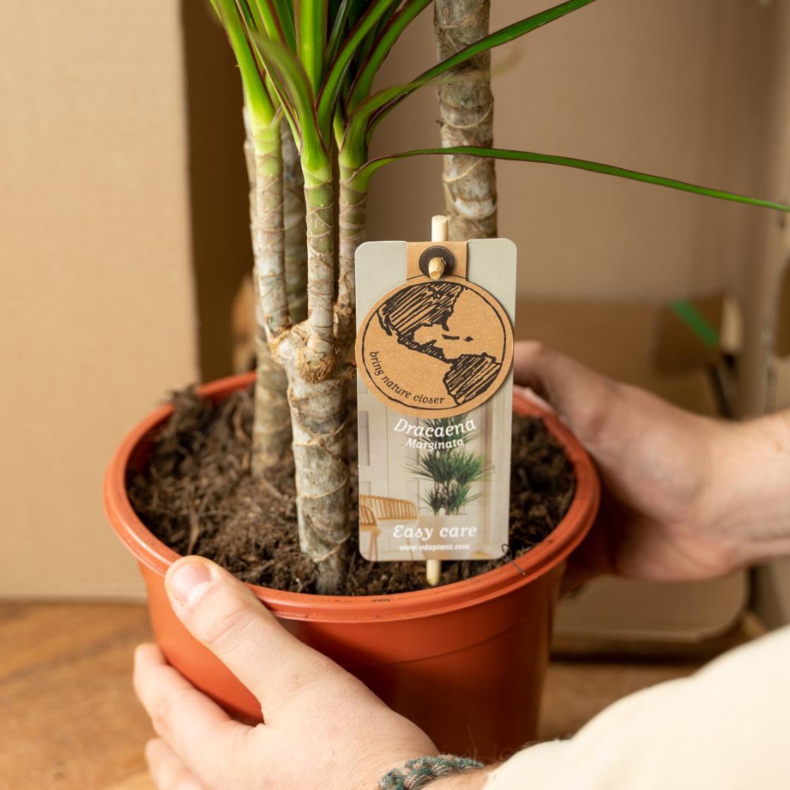 🌴 Dracaena Duo
