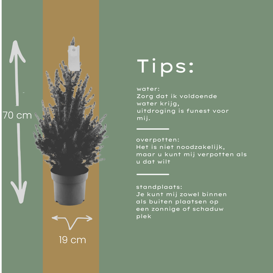 🎄 Kleine Kerstboom – Picea glauca ‘Conica’ – 70 cm | Wintergroene Tuinplant