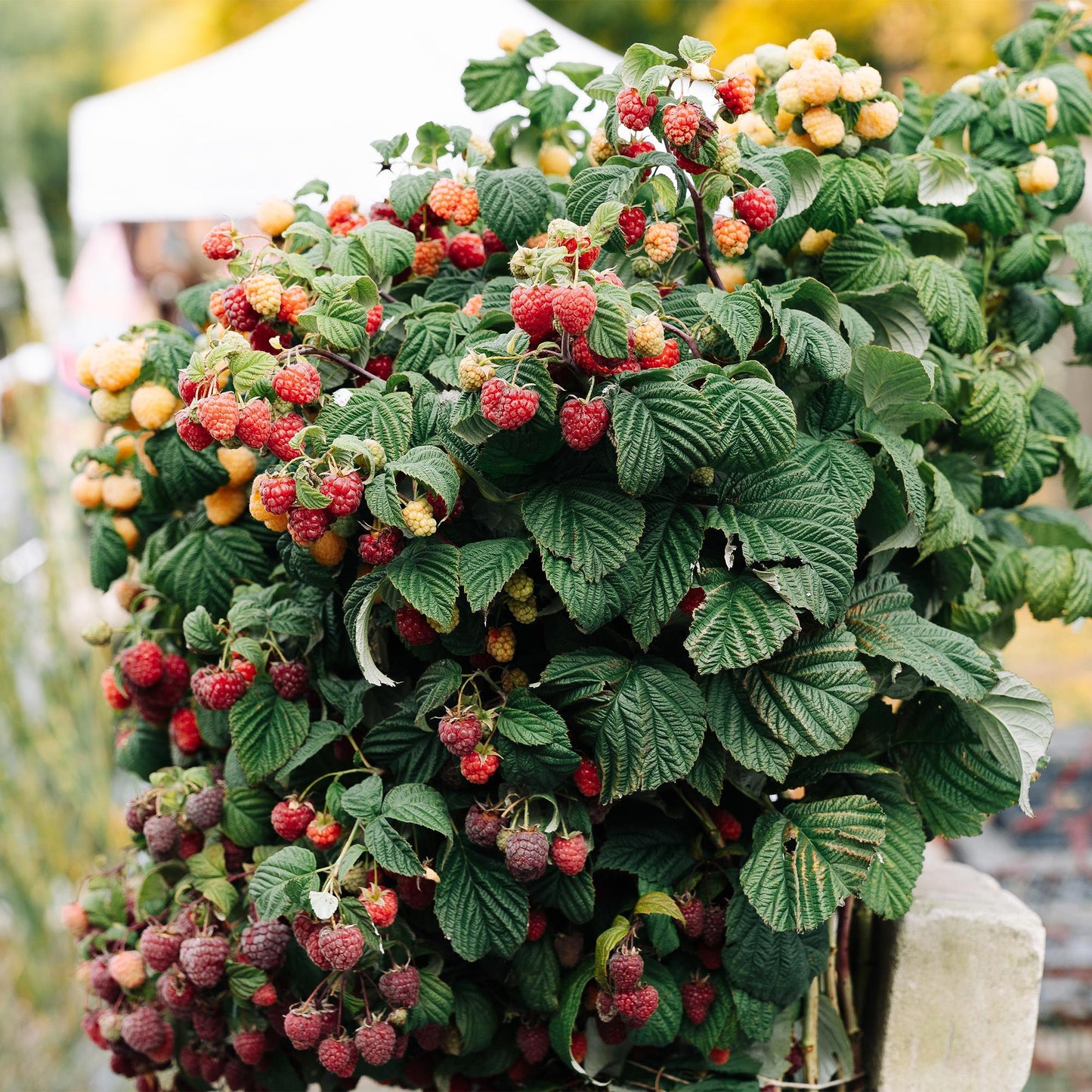 🍓 Rubus idaeus ‘Malling Promise’ – Framboos (2 Stuks)