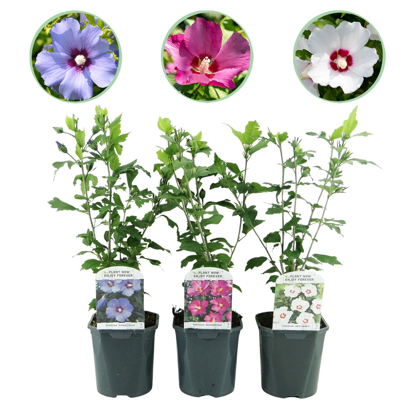 🌸 Hibiscus syriacus ‘Tricolour’ – Hibiscus (3 Stuks)