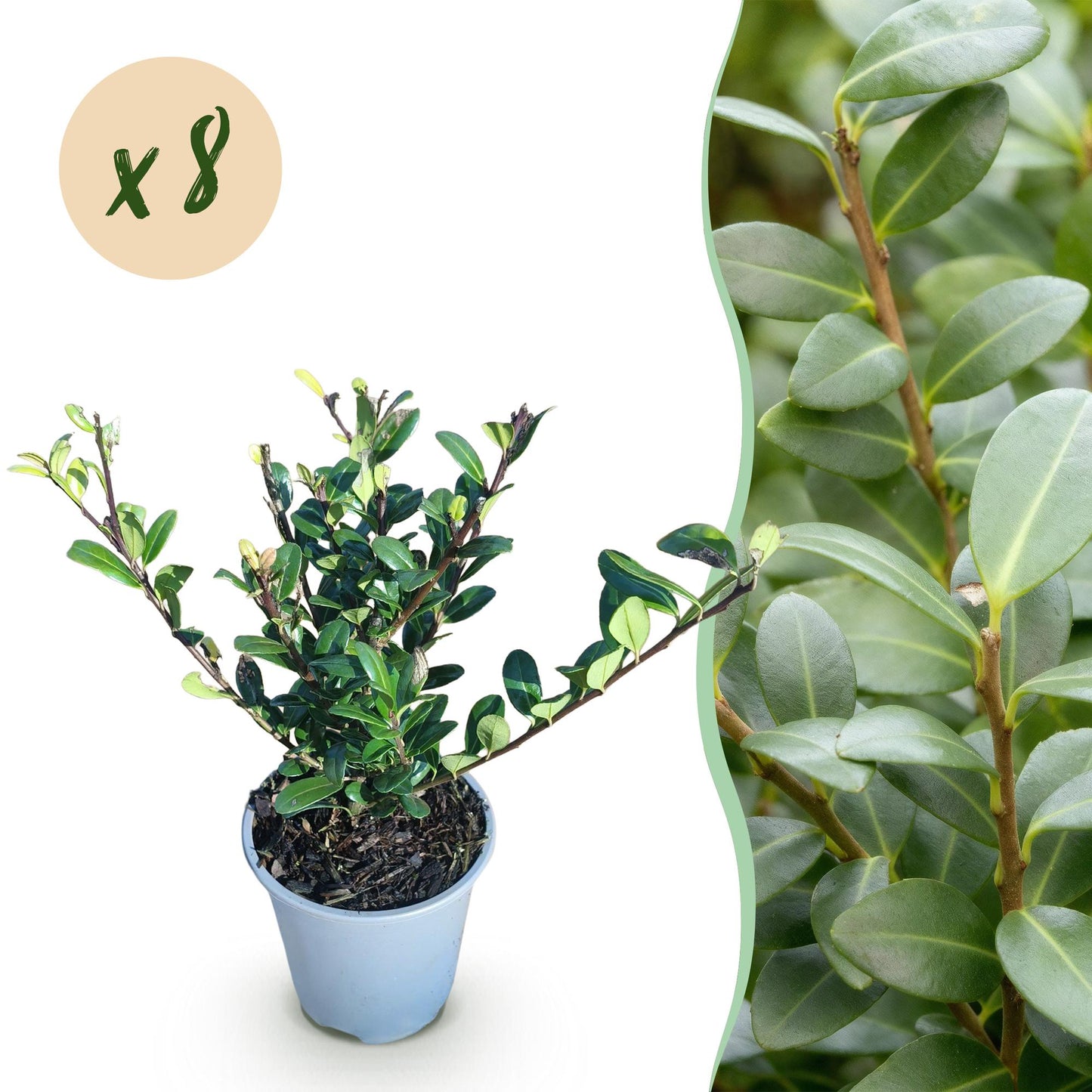 🌿 Ilex crenata ‘Caroline Upright’ | Buxus Vervanger Haag (8 Stuks)