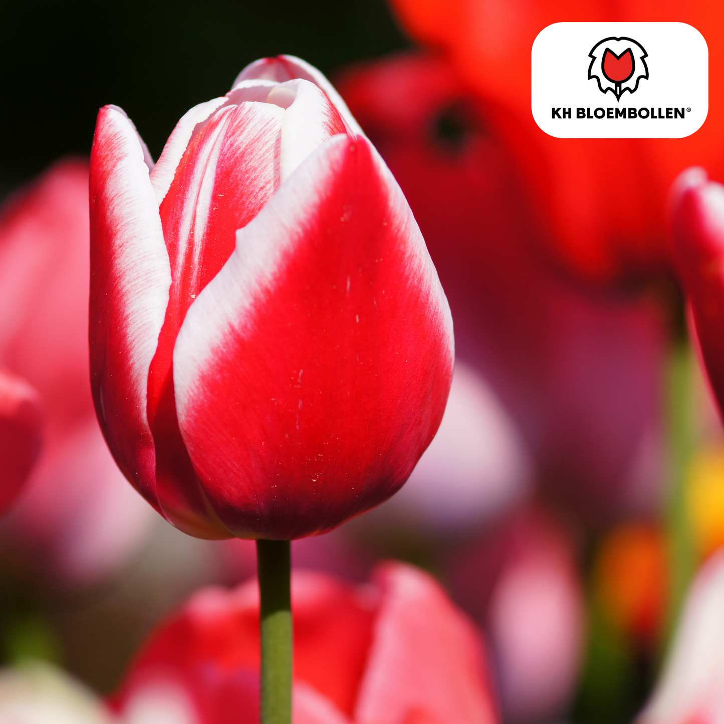 🌷 Tulpenbollen ‘Candy Apple Delight’ – Rood-Witte Tulp (20 Stuks)