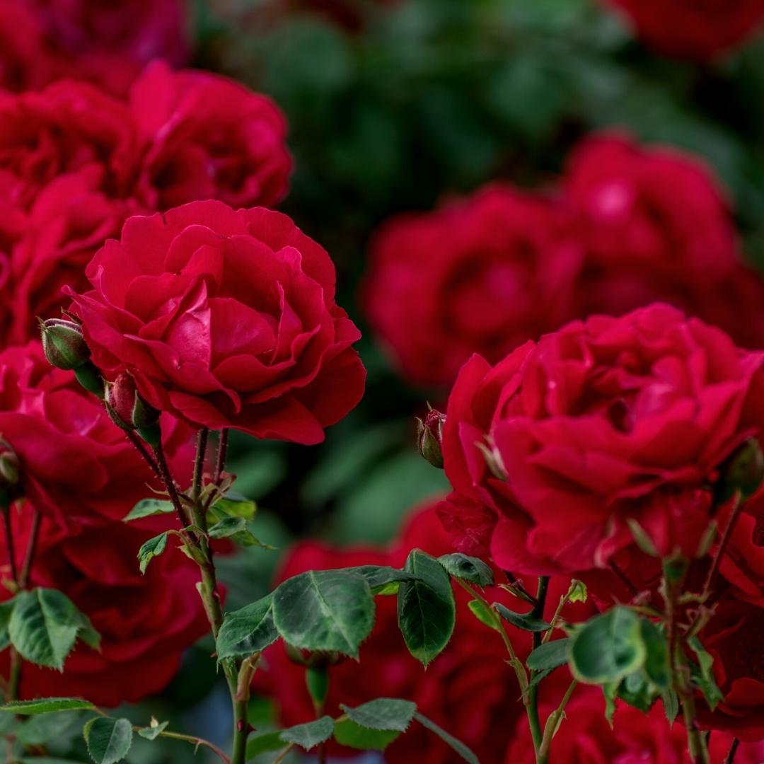 🌹 Culvita Rozengrond 40L – Voor Bloeiende Rozen met RhizoPlus