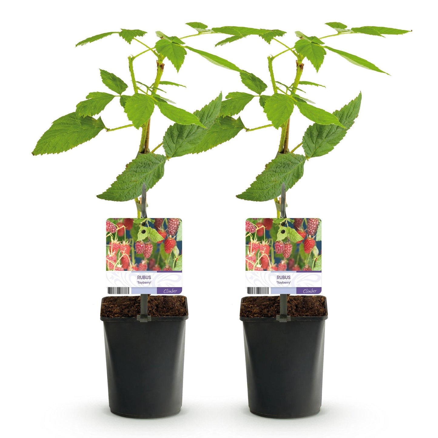 🍓 Rubus ‘Tayberry’ – Taybes (2 Stuks)