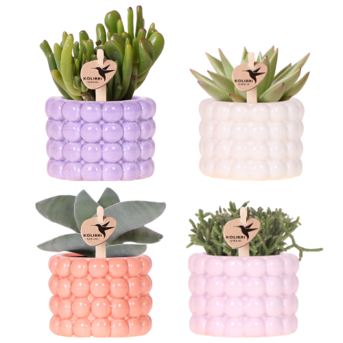 🌸 Plantenset Poppy Mix | Kleurrijke Mix met Groene Kamerplanten (4 stuks)