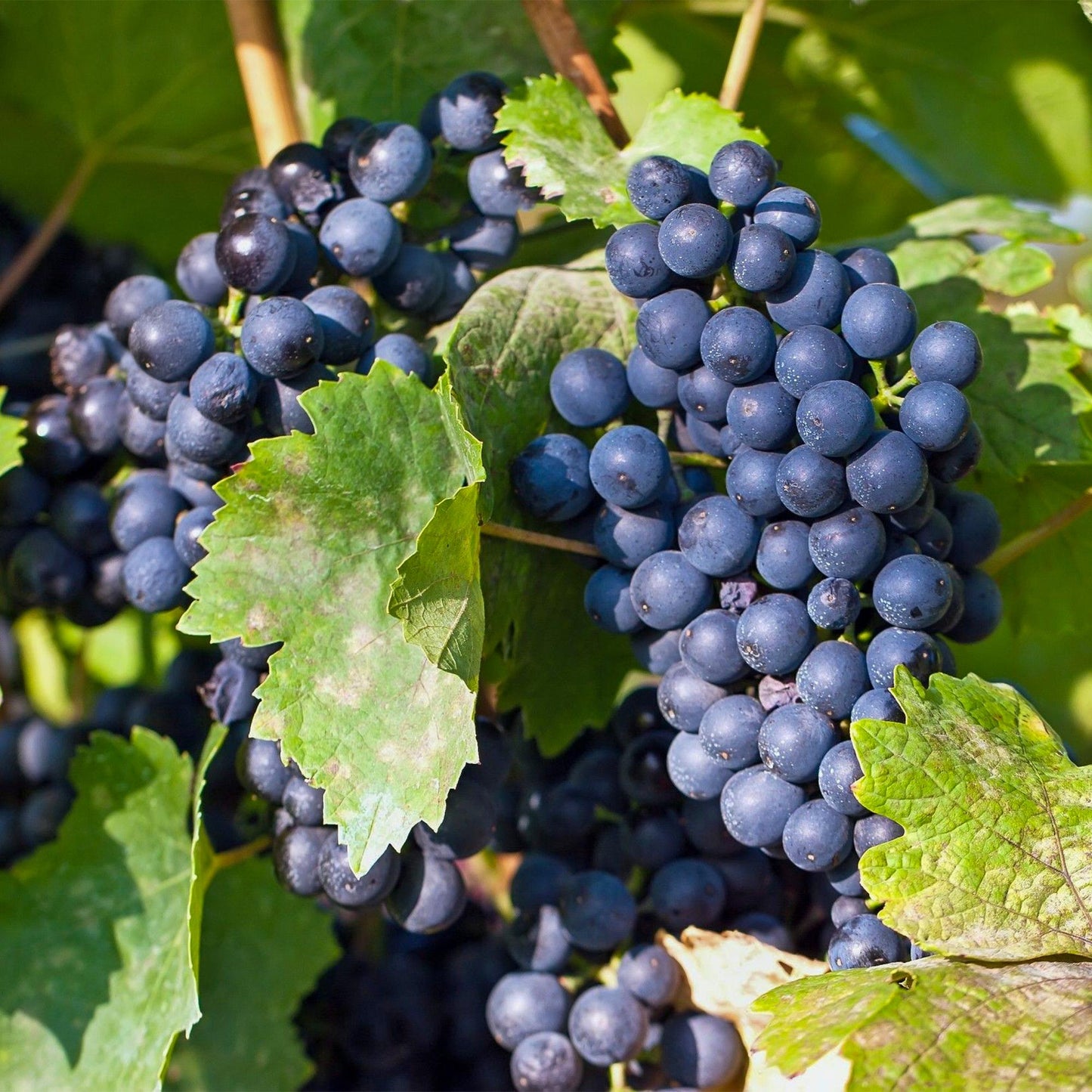 🍇 Vitis vinifera ‘Regent’ – Blauwe Druif (2 Stuks)