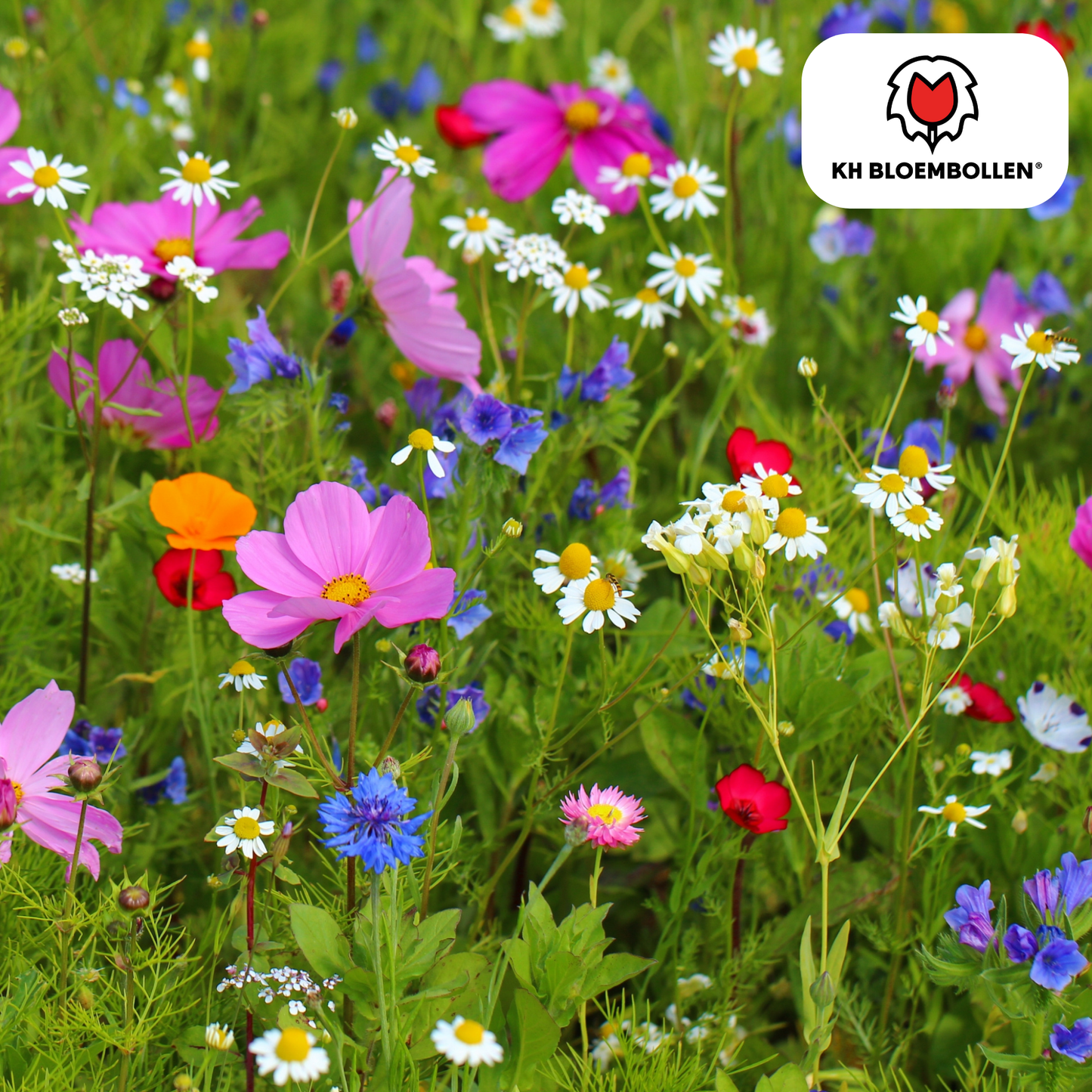 🌼 Wilde Bloemenzaad Mengsel – Bijen & Vlinders (100 g | 30–50 m²)