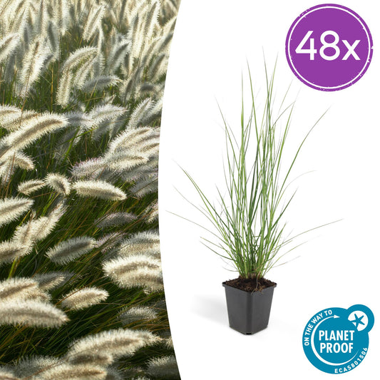🌾 Pennisetum alopecuroides 'Hameln' – Lampenpoetsersgras (48 stuks)