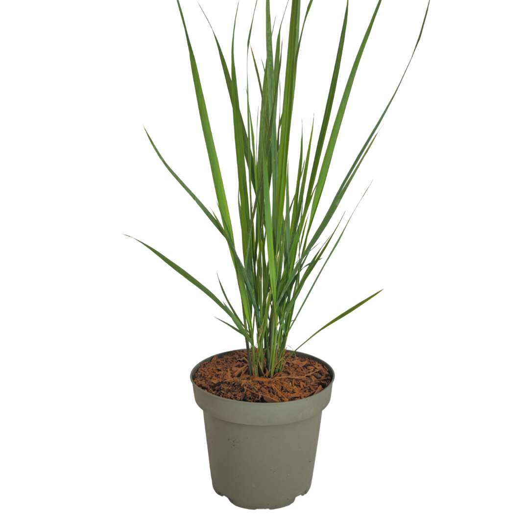 🌿 Panicum virgatum 'Northwind' – Vingergras | 3 stuks