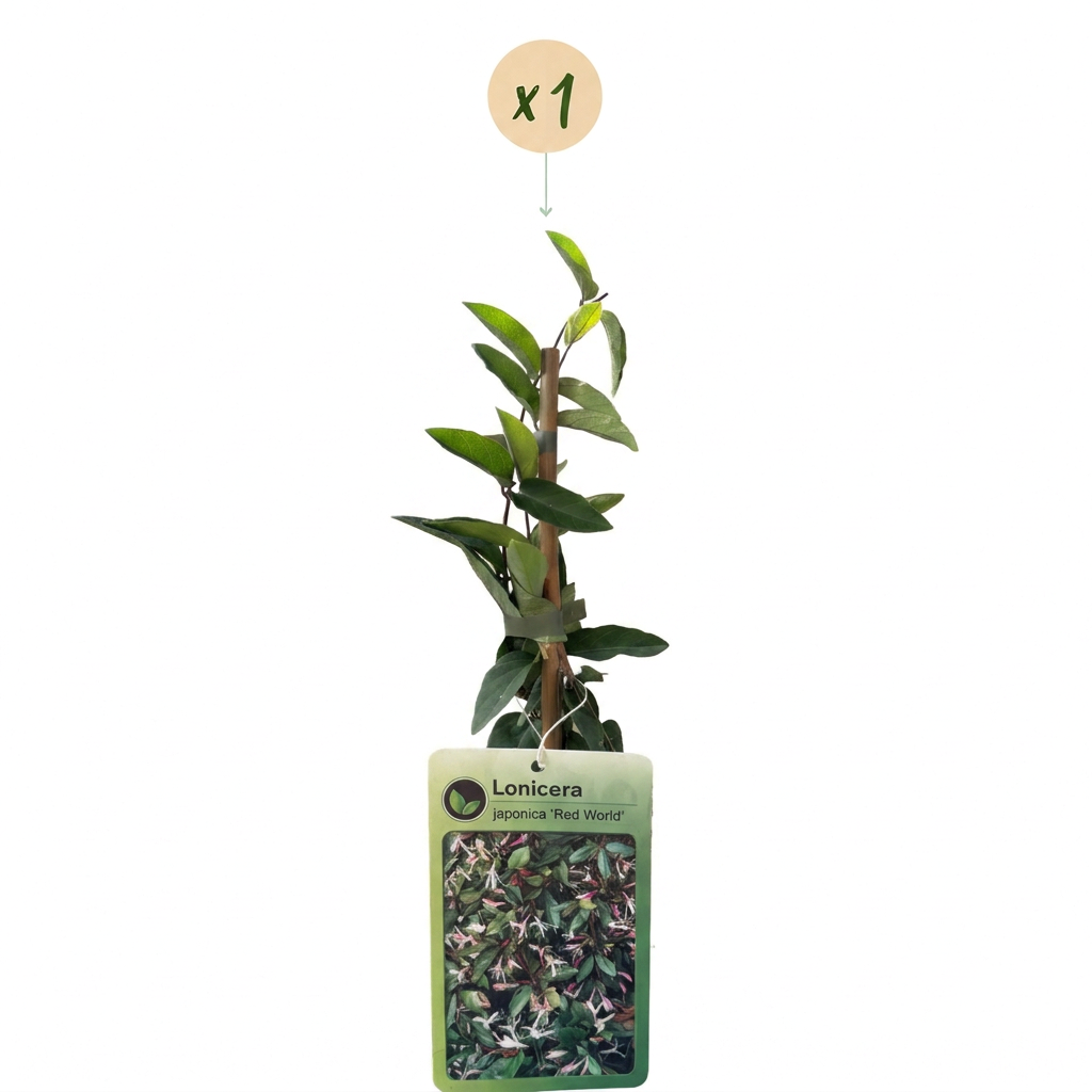 🌺 Lonicera japonica ‘Red World’ – Japanse kamperfoelie – Rood-roze klimplant