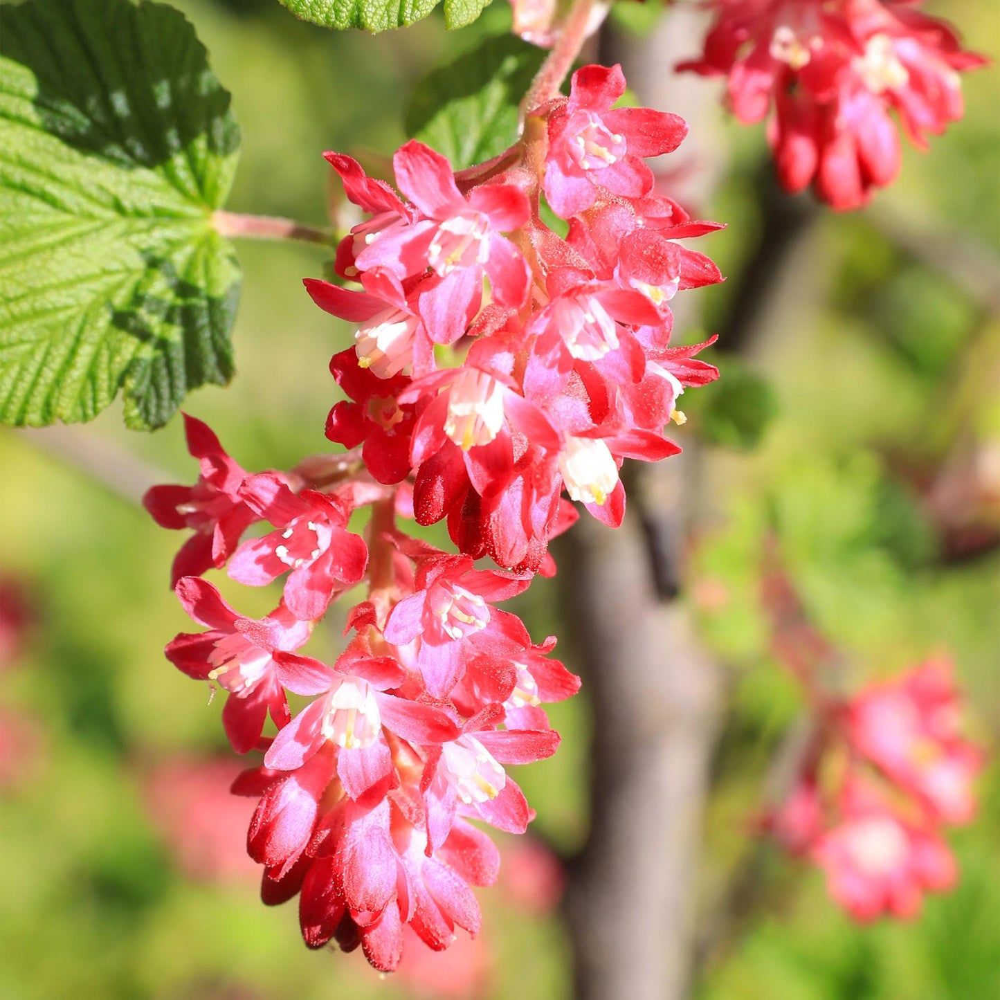 ❤️ Ribes sanguineum ‘King Edward’ – Sierbes