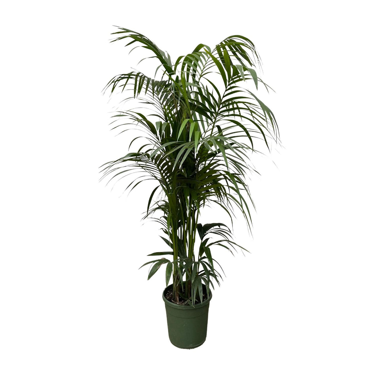 🌴 Kentia Palm – Luxe Tropische Kamerplant