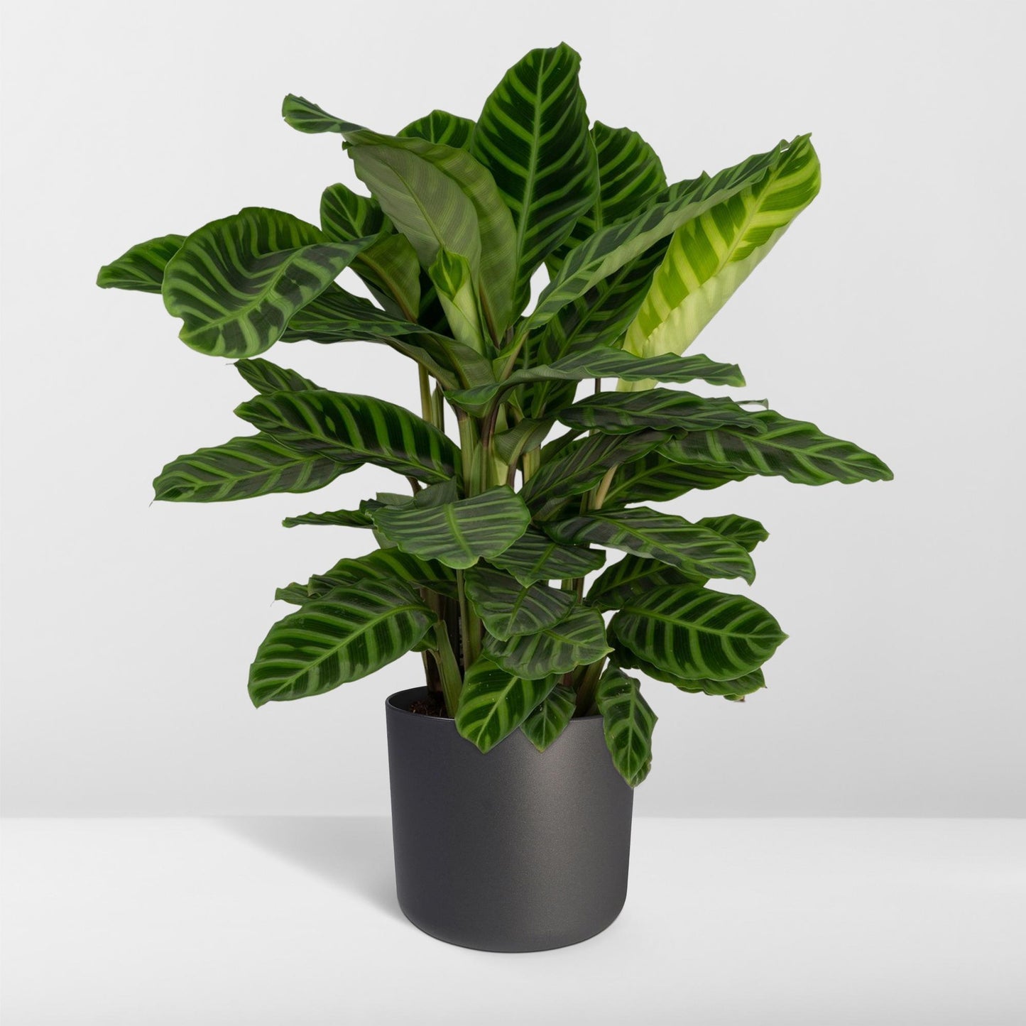🌿 Calathea Zebrina | Grote Pauwenplant