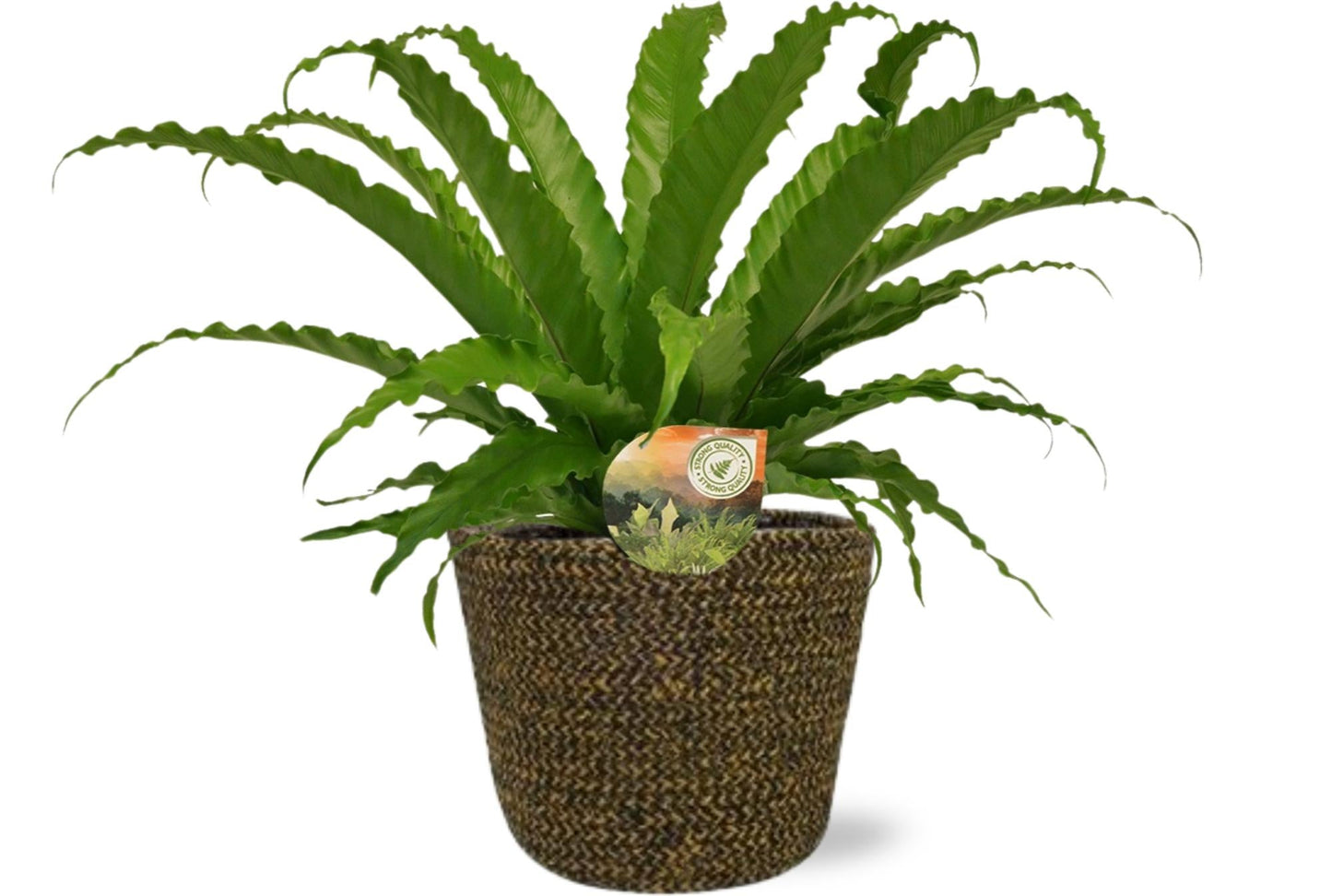 🌿 Asplenium Osaka – Golvende Nestvaren met Selin Pot Zwart