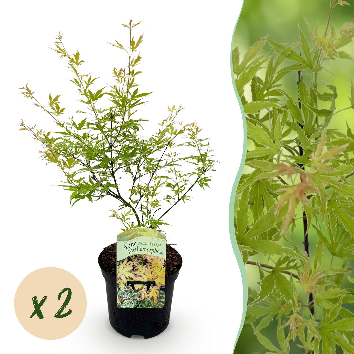 🍁 Acer palmatum ‘Metamorphosa’ – Japanse Esdoorn Groen (2 stuks)