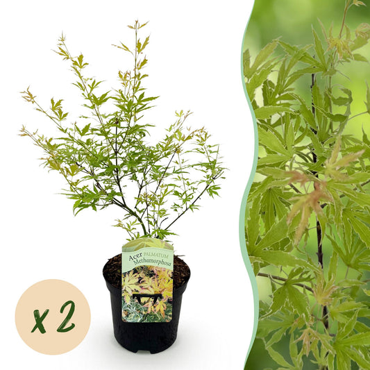 🍁 Acer palmatum ‘Metamorphosa’ – Japanse Esdoorn Groen (2 stuks)