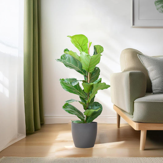 🌿 Ficus Lyrata – Vioolbladplant met Viber Pot Grijs