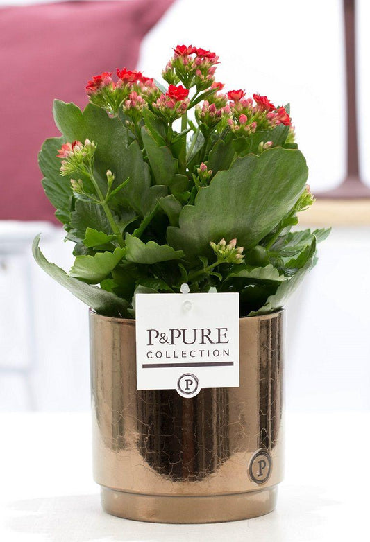 🌺 Kalanchoe Red – In P&PURE Juliette Ceramics Goldbronze – Ø12 cm – ↕27 cm | Bloeiende Kamerplant