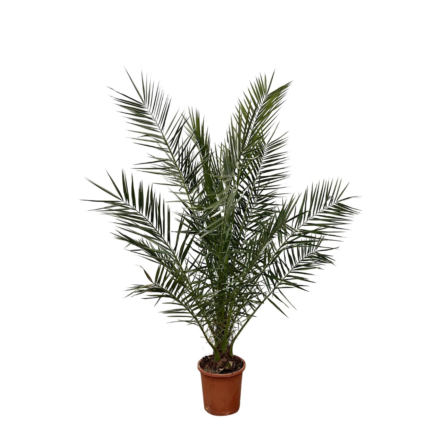 🌴 Phoenix Canariensis – Canarische Dadelpalm