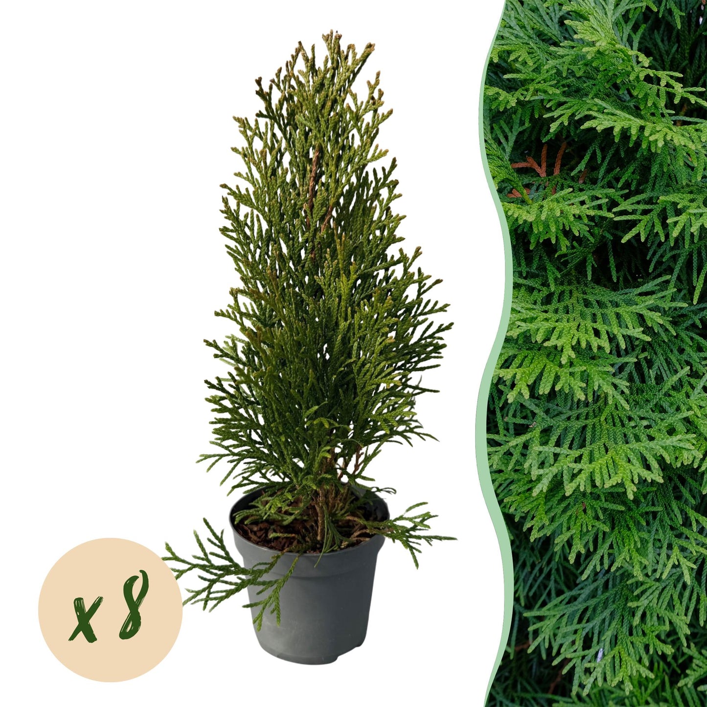 🌿 Thuja occidentalis ‘Smaragd’ | Haagplant (8 Stuks)