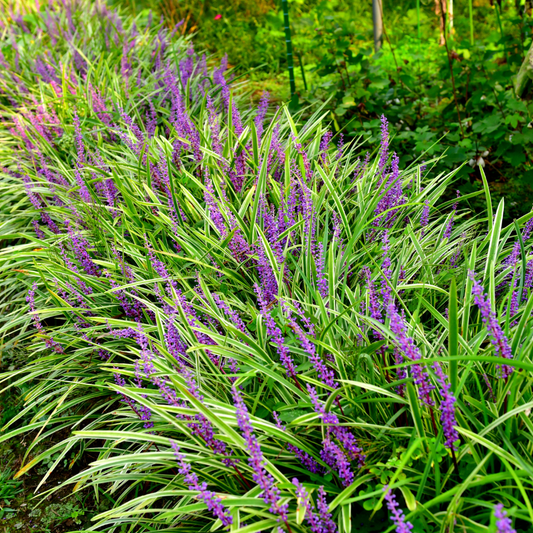 🌿 Liriope muscari 'Moneymaker' – Leliegras ( 48 stuks)