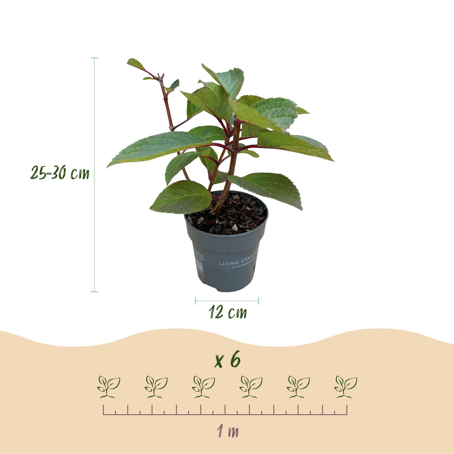 🌸 Hydrangea panniculata ‘Living Infinity’ – Pluimhortensia | (3 stuks)