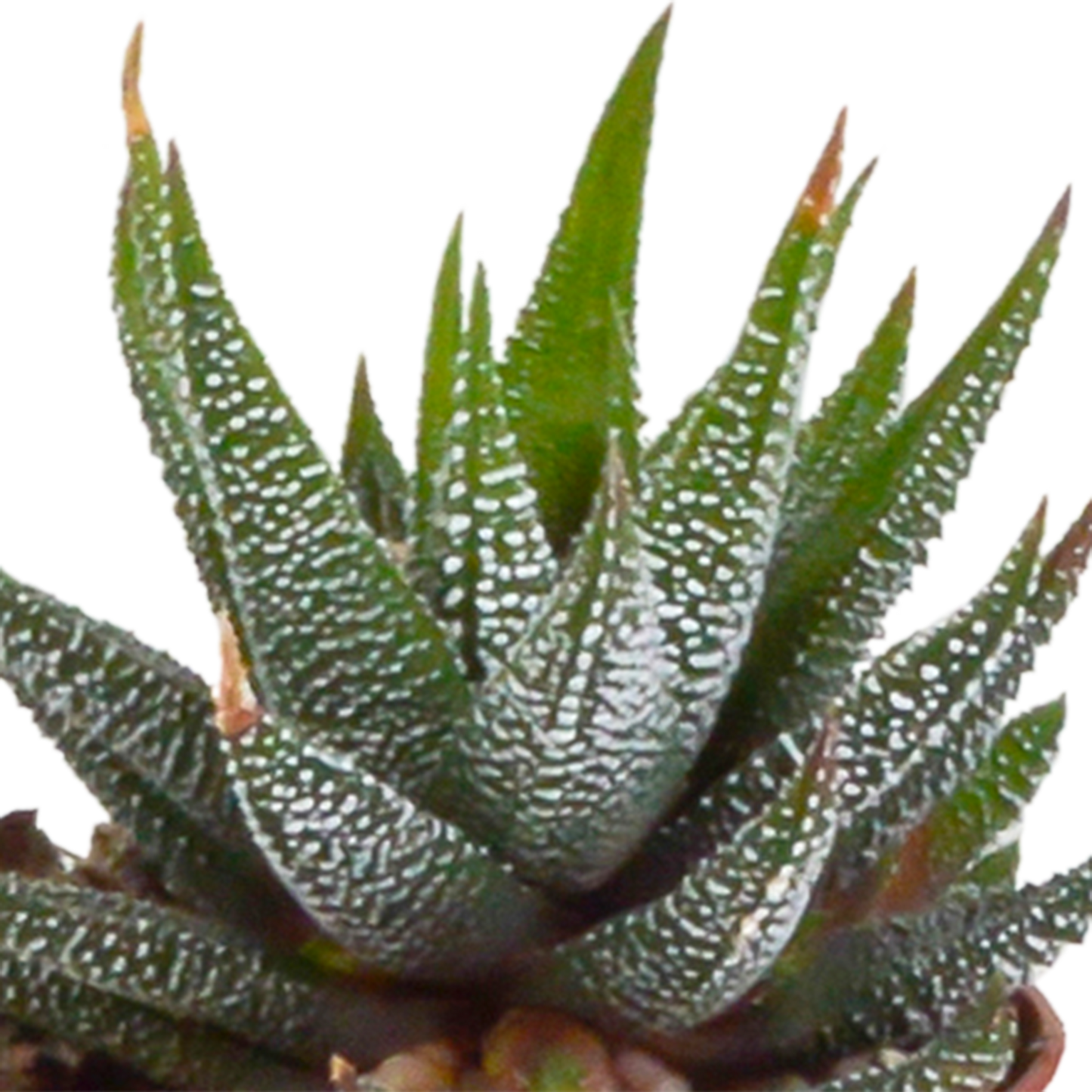 🌵 Gasteria & Haworthia Mix –  Zonder pot (5 stuks)