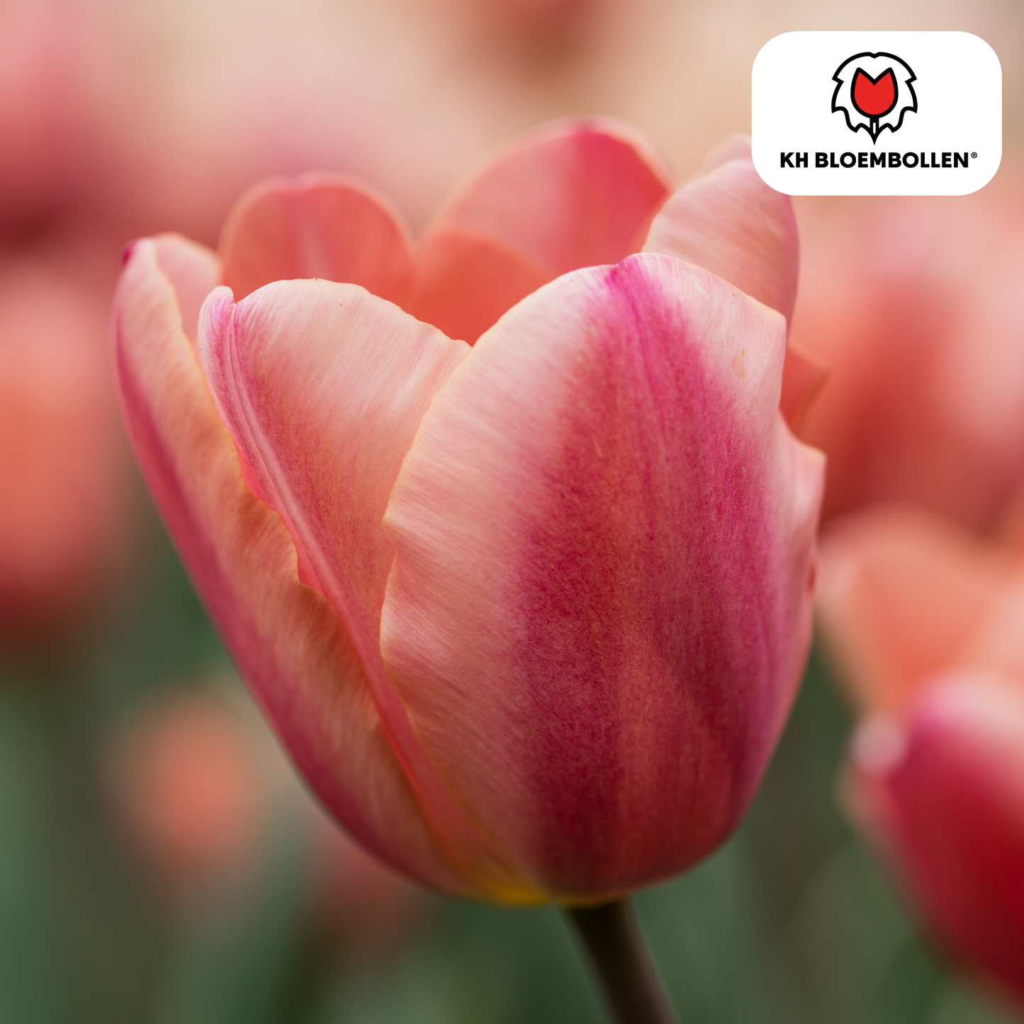 🌷 Tulpenbollen ‘Apricot Foxx’ – Zalmroze Grootbloemige Tulp (20 Stuks)