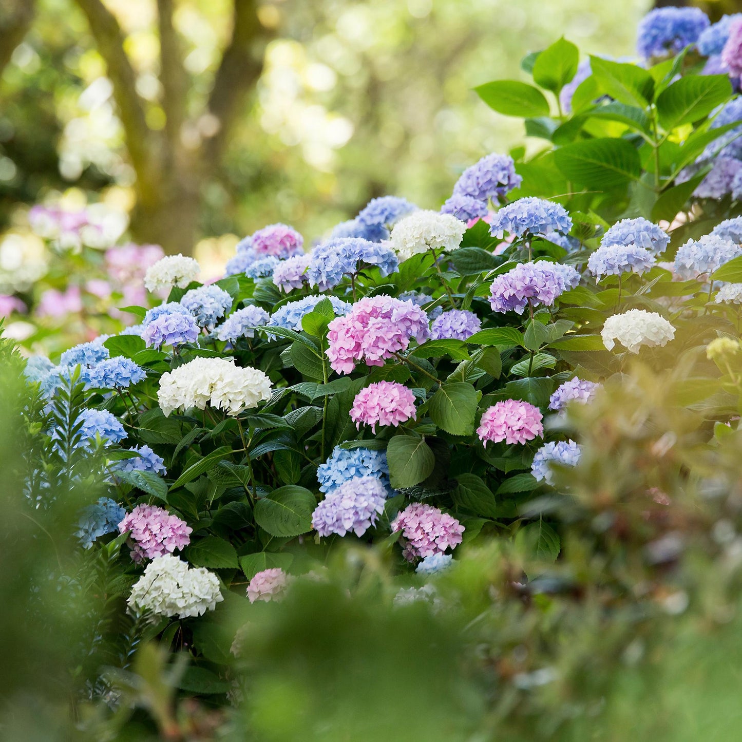 🌸 Hydrangea Endless Summer Mix | Blauw – Roze – Wit (3 Stuks)