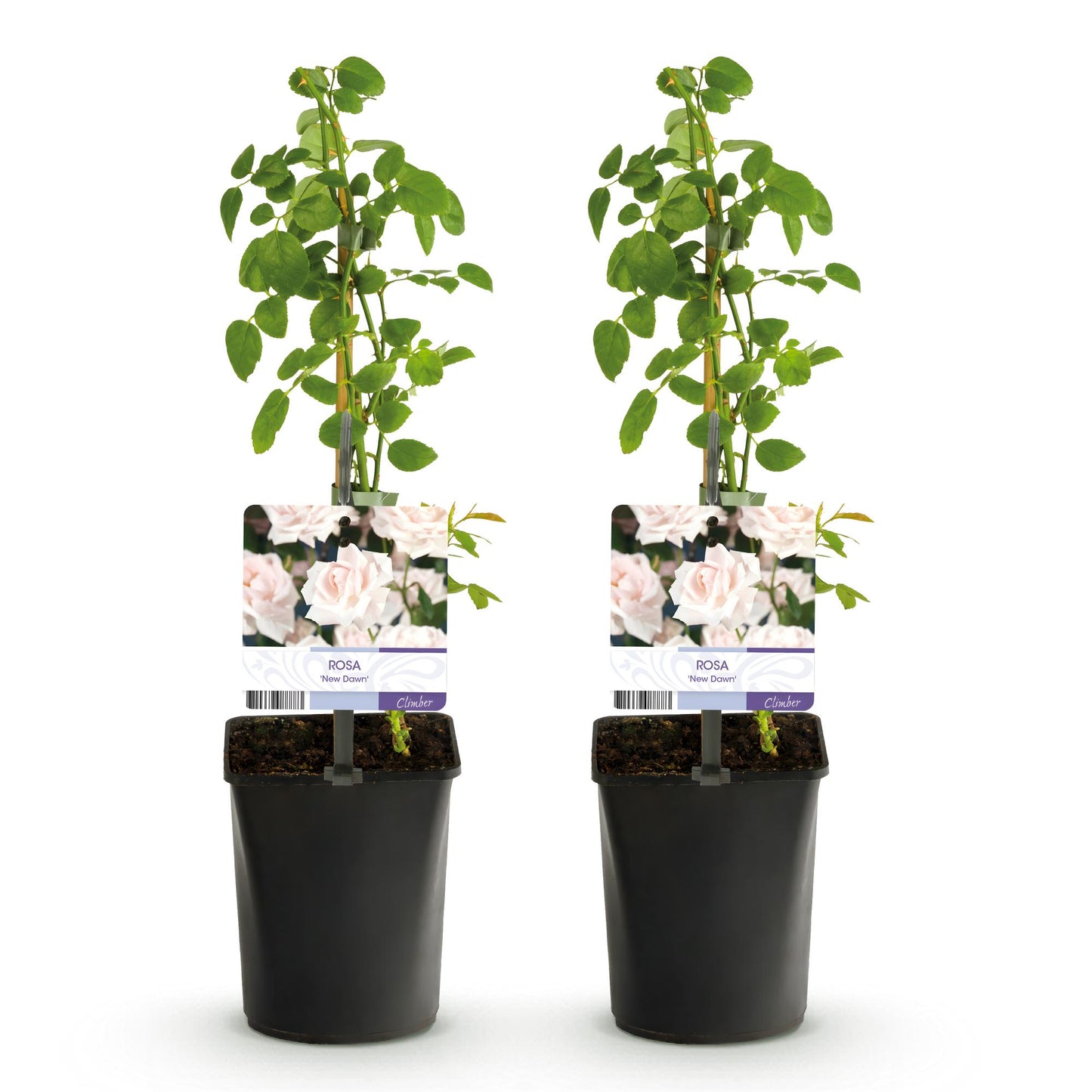 🌹 Rosa ‘New Dawn’ – Klimroos (2 Stuks)