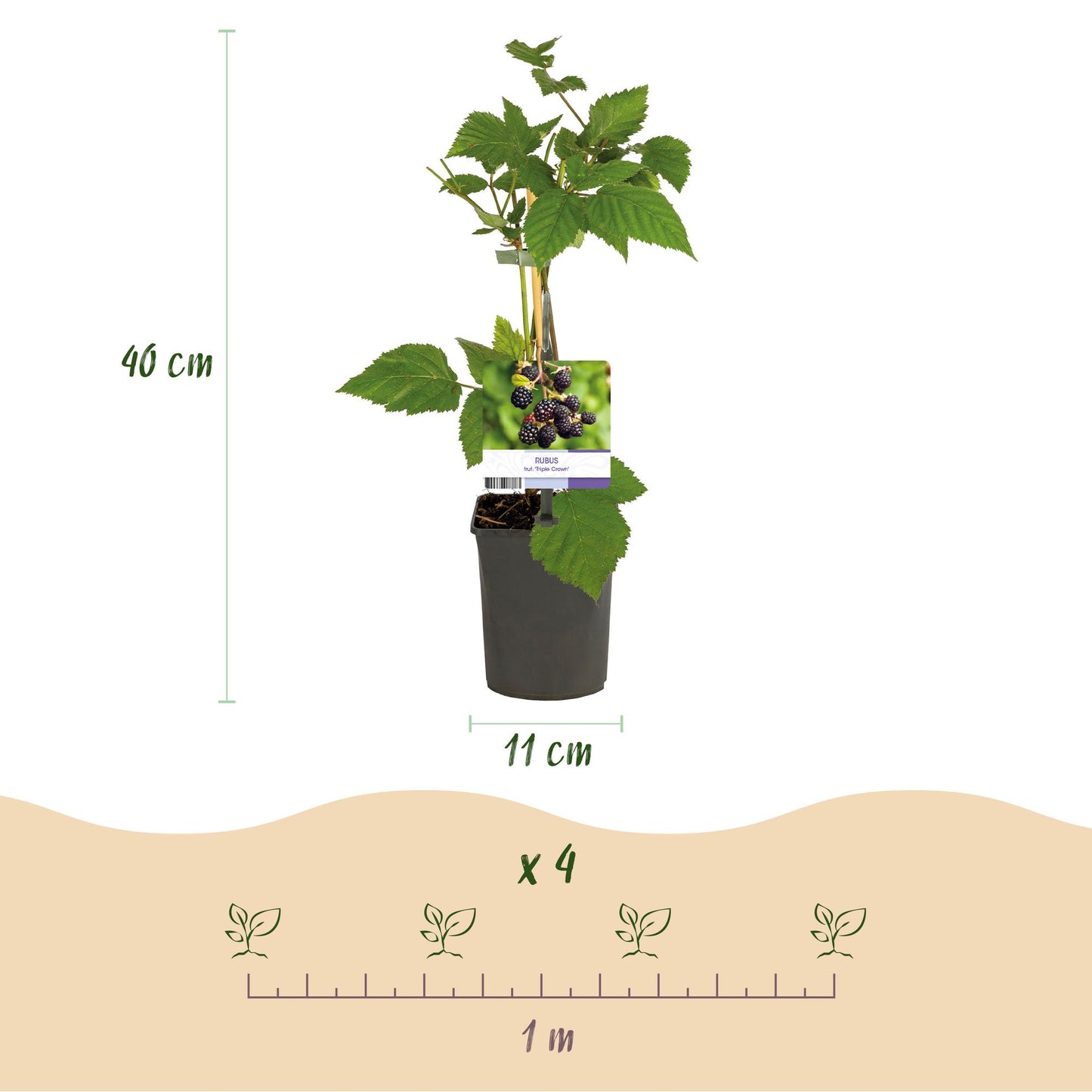 🍇 Rubus fruticosus ‘Triple Crown’ – Doornloze Braam (2 Stuks)