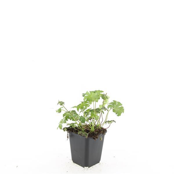🌸 Geranium ‘Cambridge’ – Winterharde Bloeiende Bodembedekker (24 stuks)