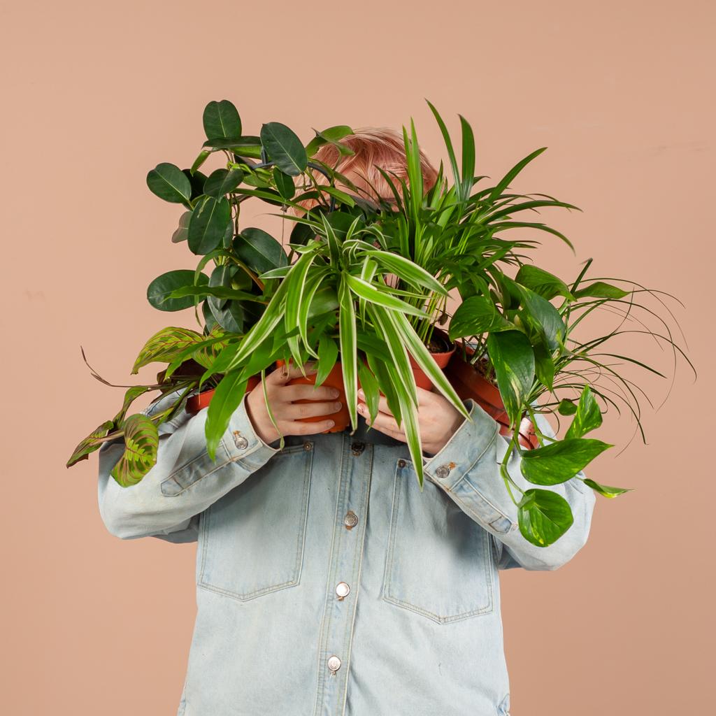 🌿 Groene Kneusjesbox – 12 Stuks met Mand Sofia