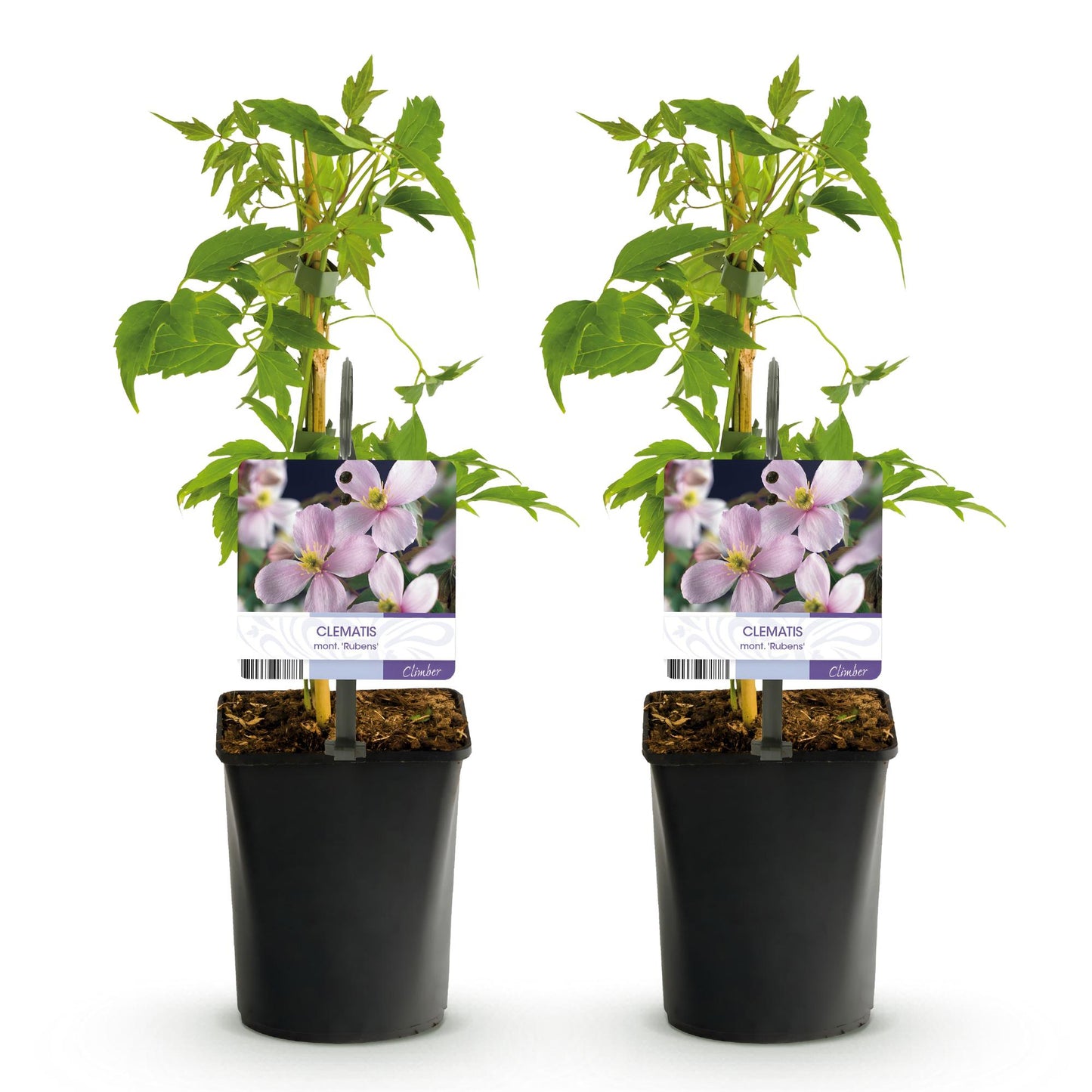 🌸 Clematis montana ‘Rubens’ – Klimplant (2 Stuks)