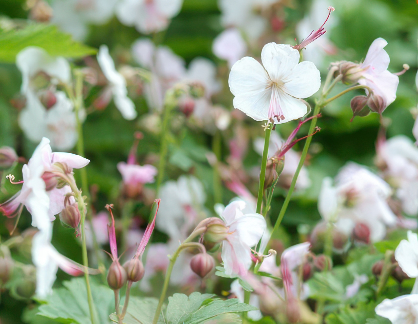 🌸 Geranium ‘Biokovo’ – Winterharde Bloeiende Bodembedekker (6 stuks)