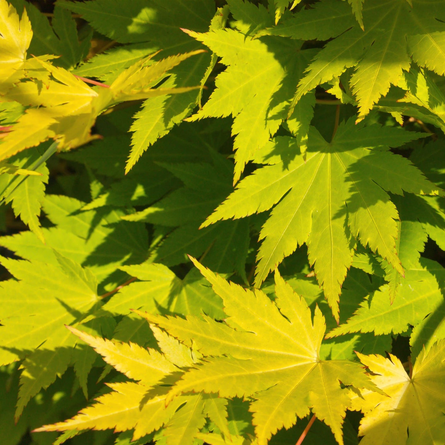 🍁 Acer palmatum ‘Jordan’ – Gele Japanse Esdoorn | (2 stuks)