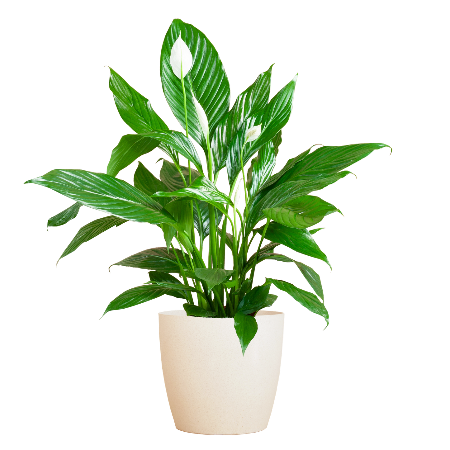 🌸 Spathiphyllum ‘Viber’ wit